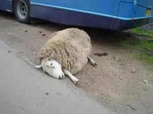 هوو این‌بار ۴۰ گوسفند را کشت